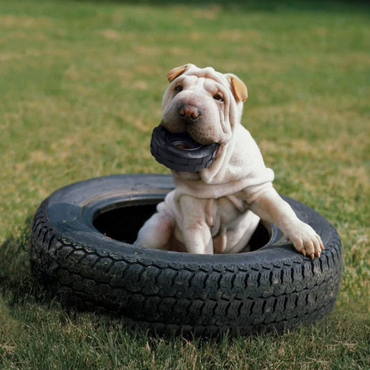 FACTORS TO CONSIDER BEFORE PURCHASING DIABETIC DOG TREATS
