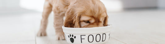WHAT TO TAKE INTO ACCOUNT WHEN CHOOSING DEHYDRATED FOOD