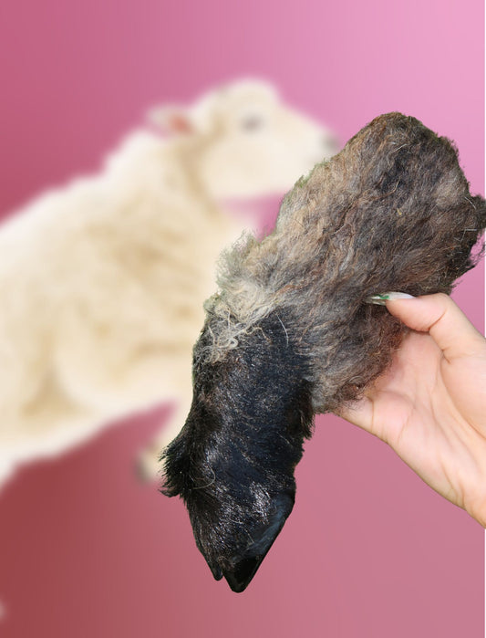 Woolly Lamb Trotters