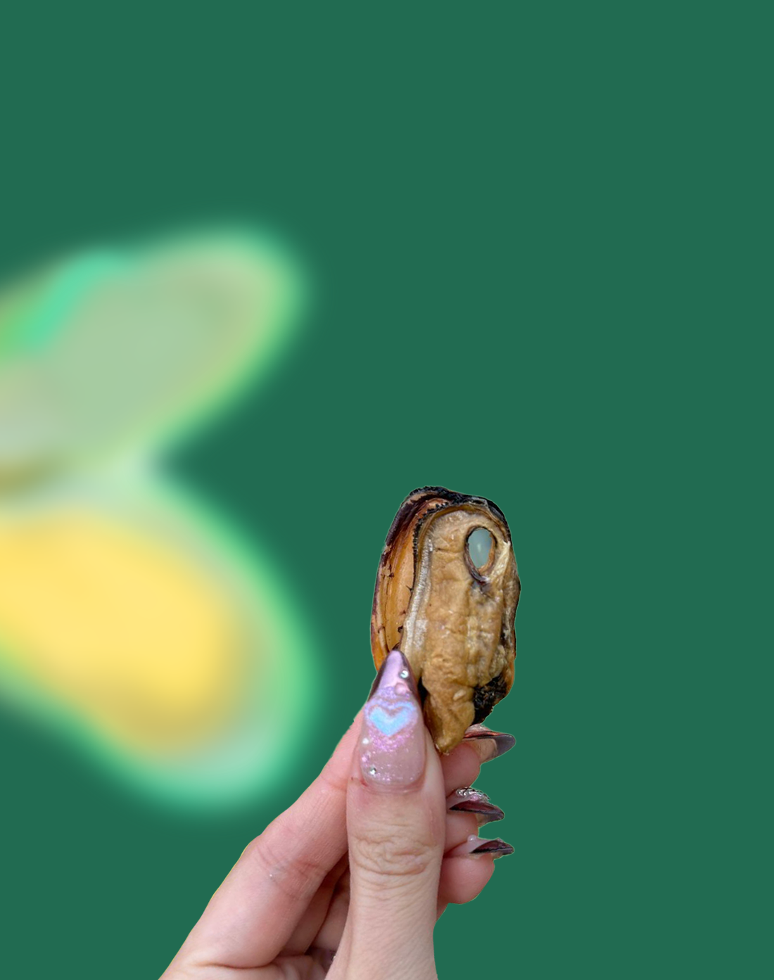 Whole Green Lipped Mussels