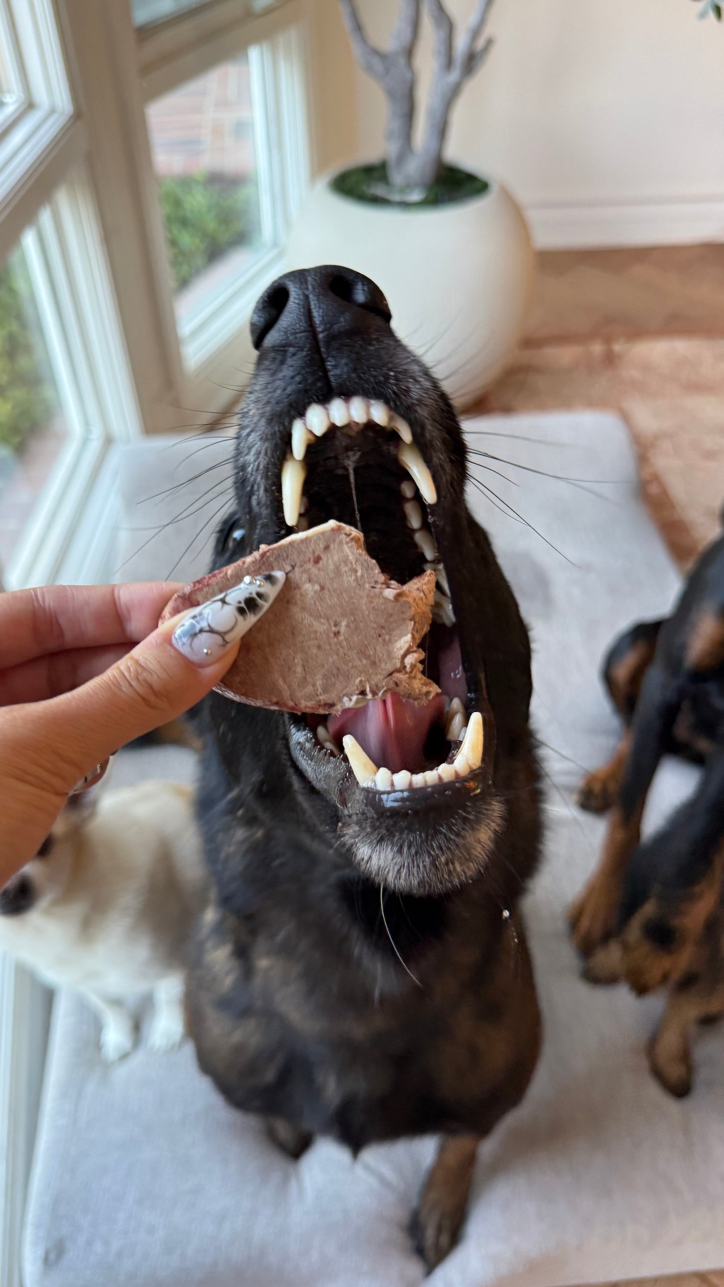 Freeze-Dried Lamb Hearts