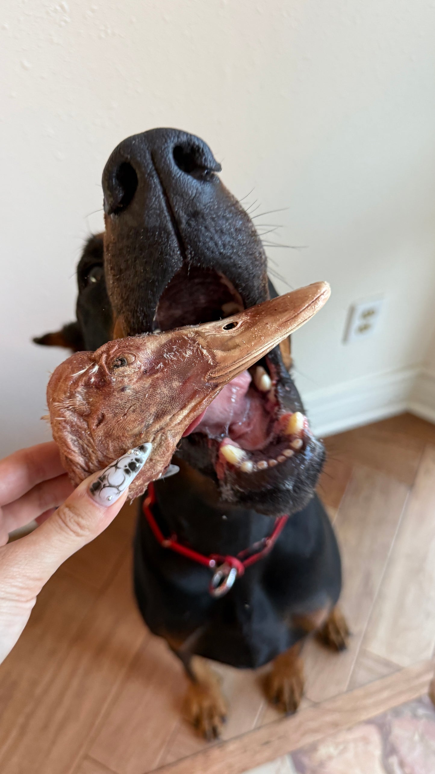 Freeze-Dried Duck Heads
