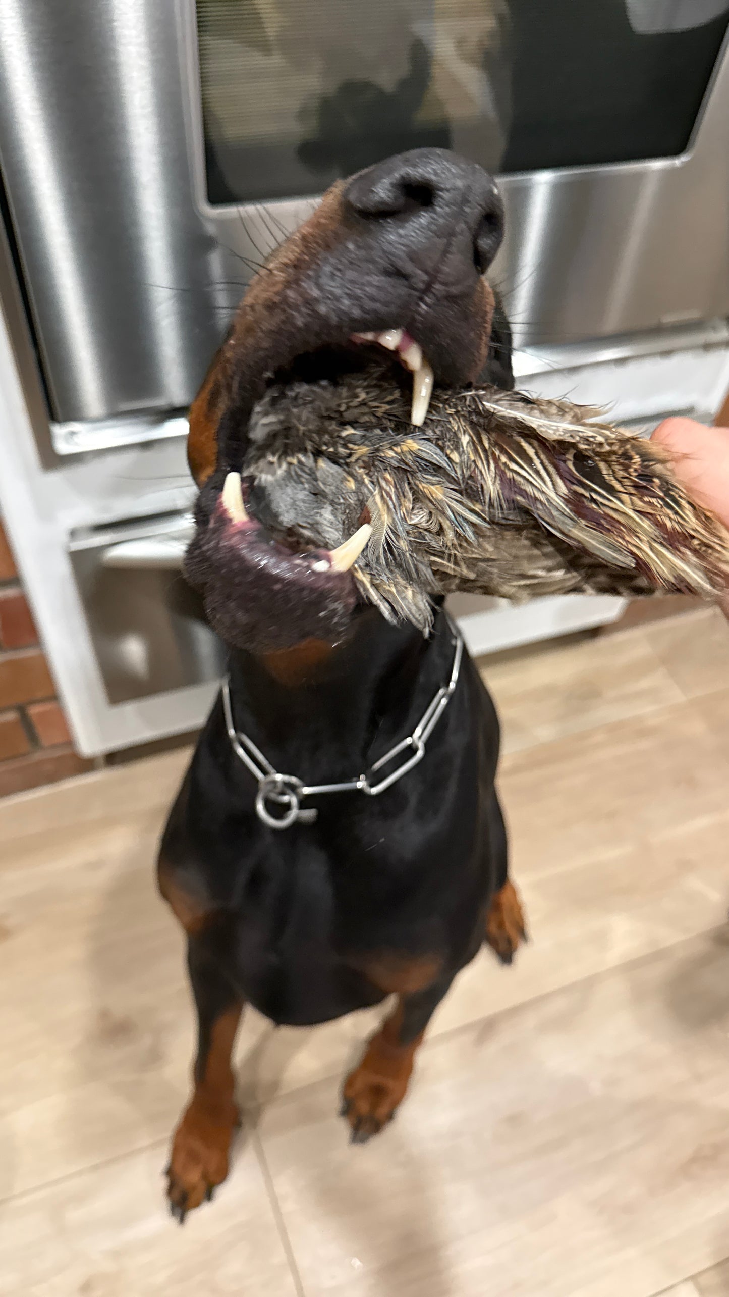 Cupid Wing (Freeze-Dried Pheasant Wing)