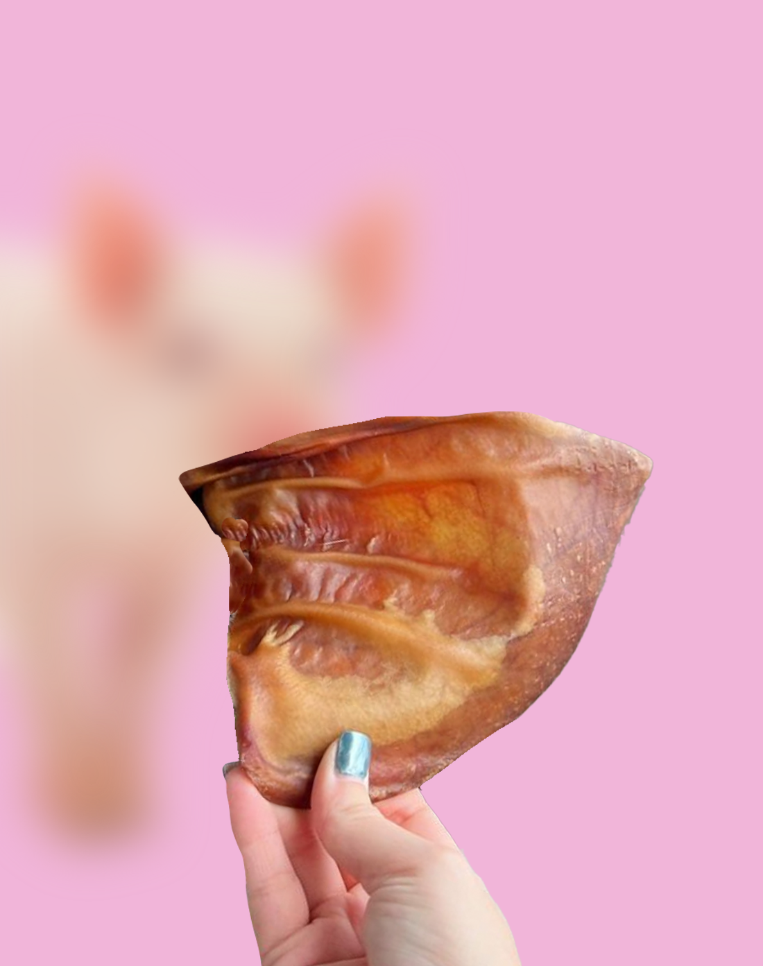 Pork Ear Chew