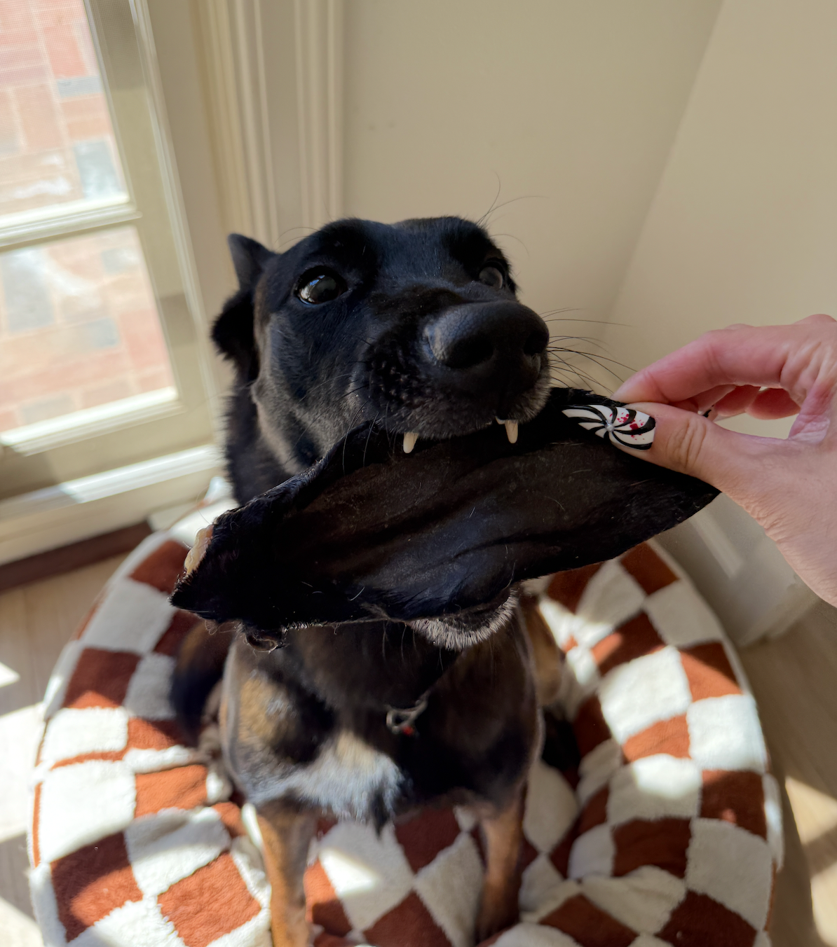 Goat Ear Chews