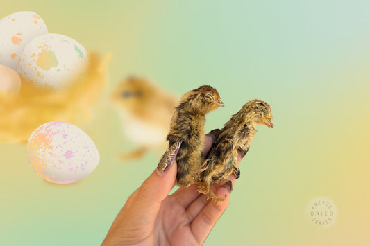 Freeze Dried Quail Nuggets (Whole Prey Quail Chicks)