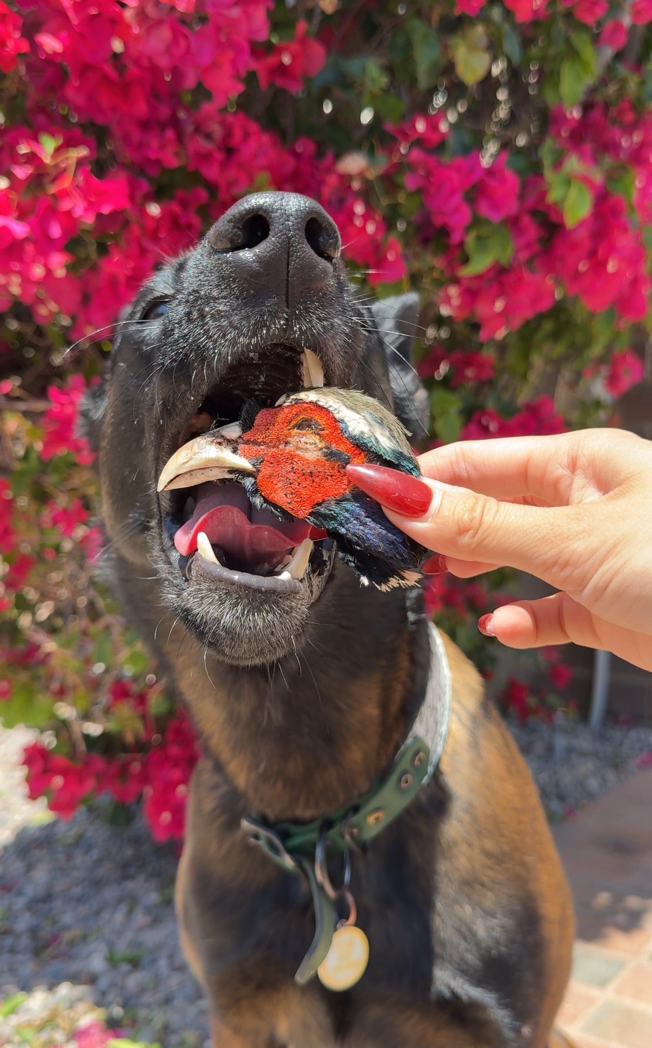 Feathered Pheasant Noggins