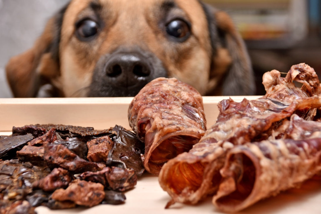 WHY NATURAL TREATS ARE BETTER FOR CANINES?