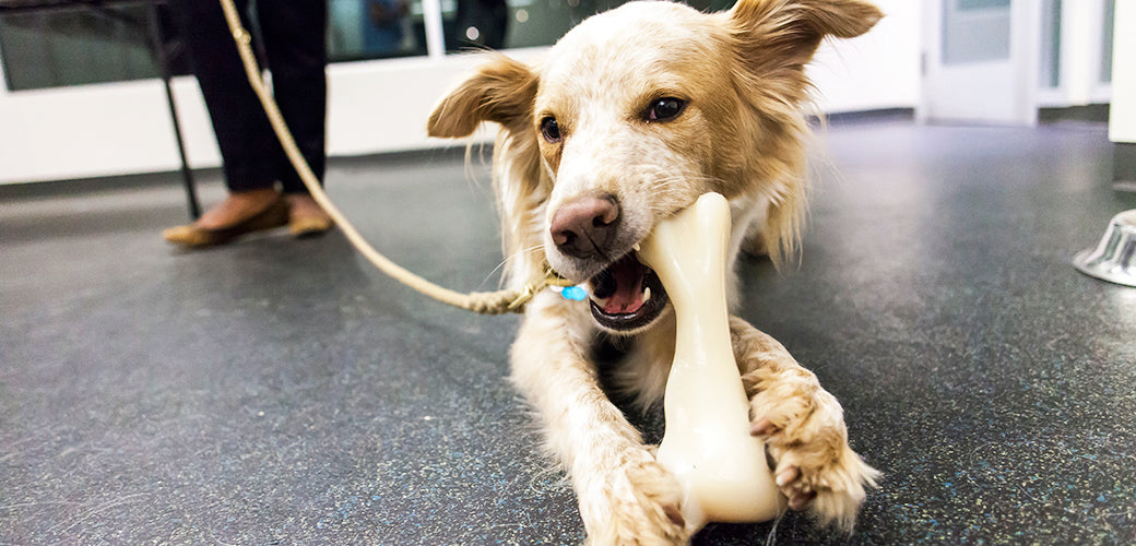HOW CAN YOU TEACH A DOG TO STOP DESTRUCTIVE CHEWING?