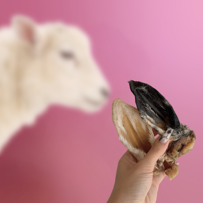 Wooly Lamb Ears