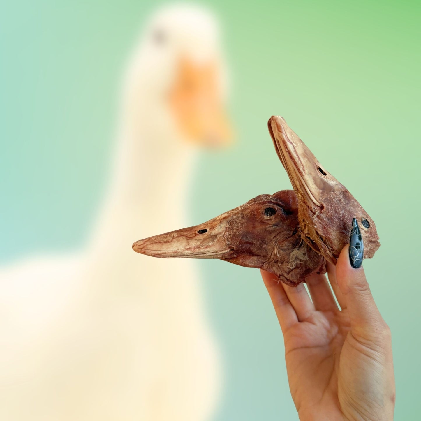 Freeze-Dried Duck Heads