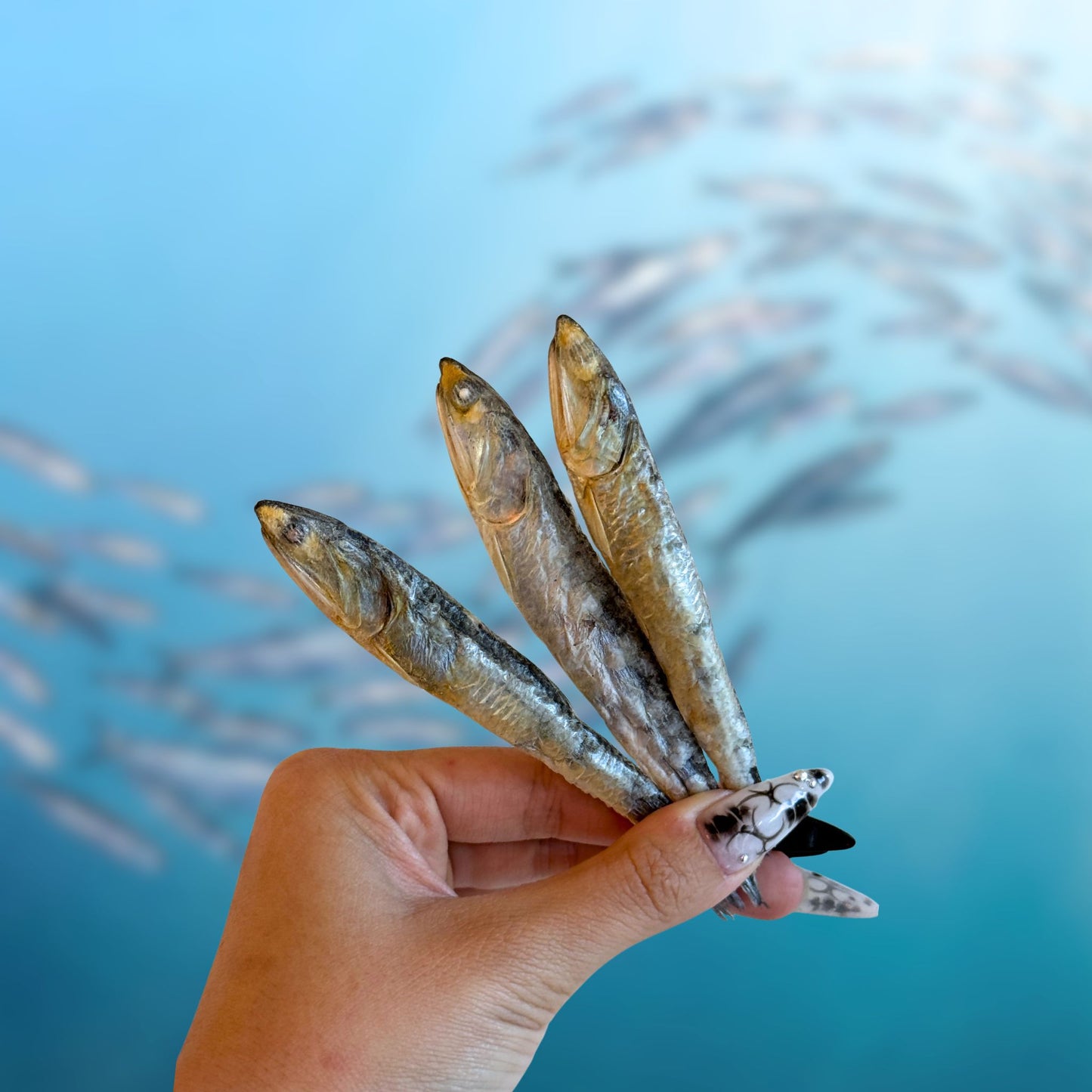Freeze-Dried Whole Prey Anchovies
