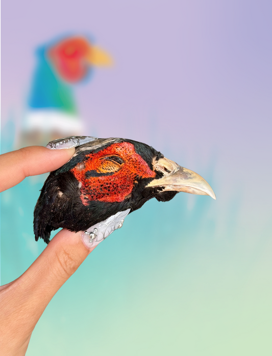 Feathered Pheasant Noggins