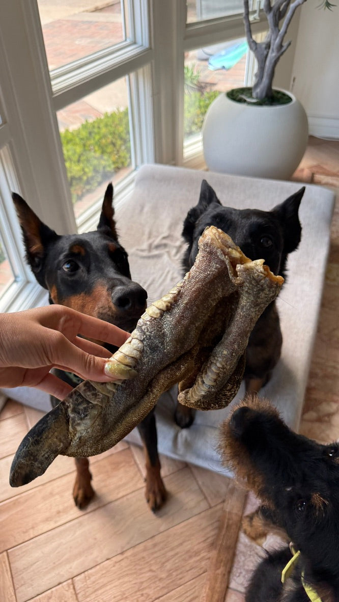 Velociraptor Claw (Ostrich Foot)
