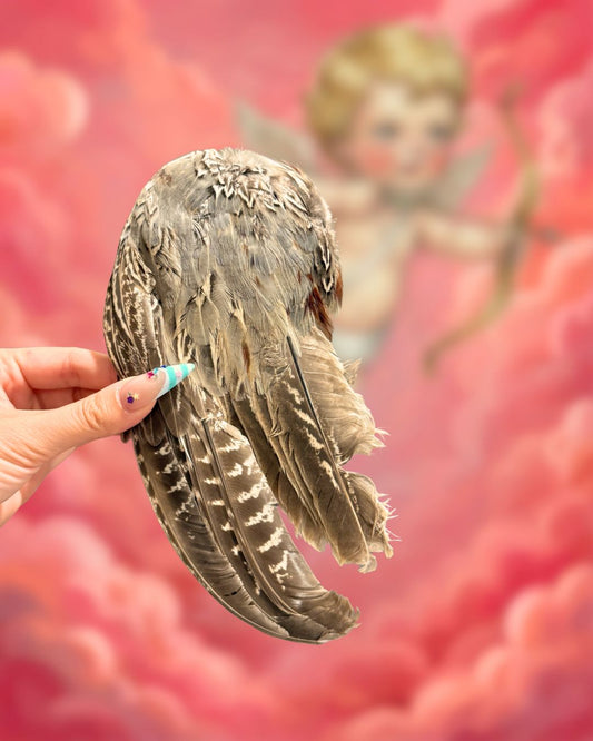 Cupid Wing (Freeze-Dried Pheasant Wing)