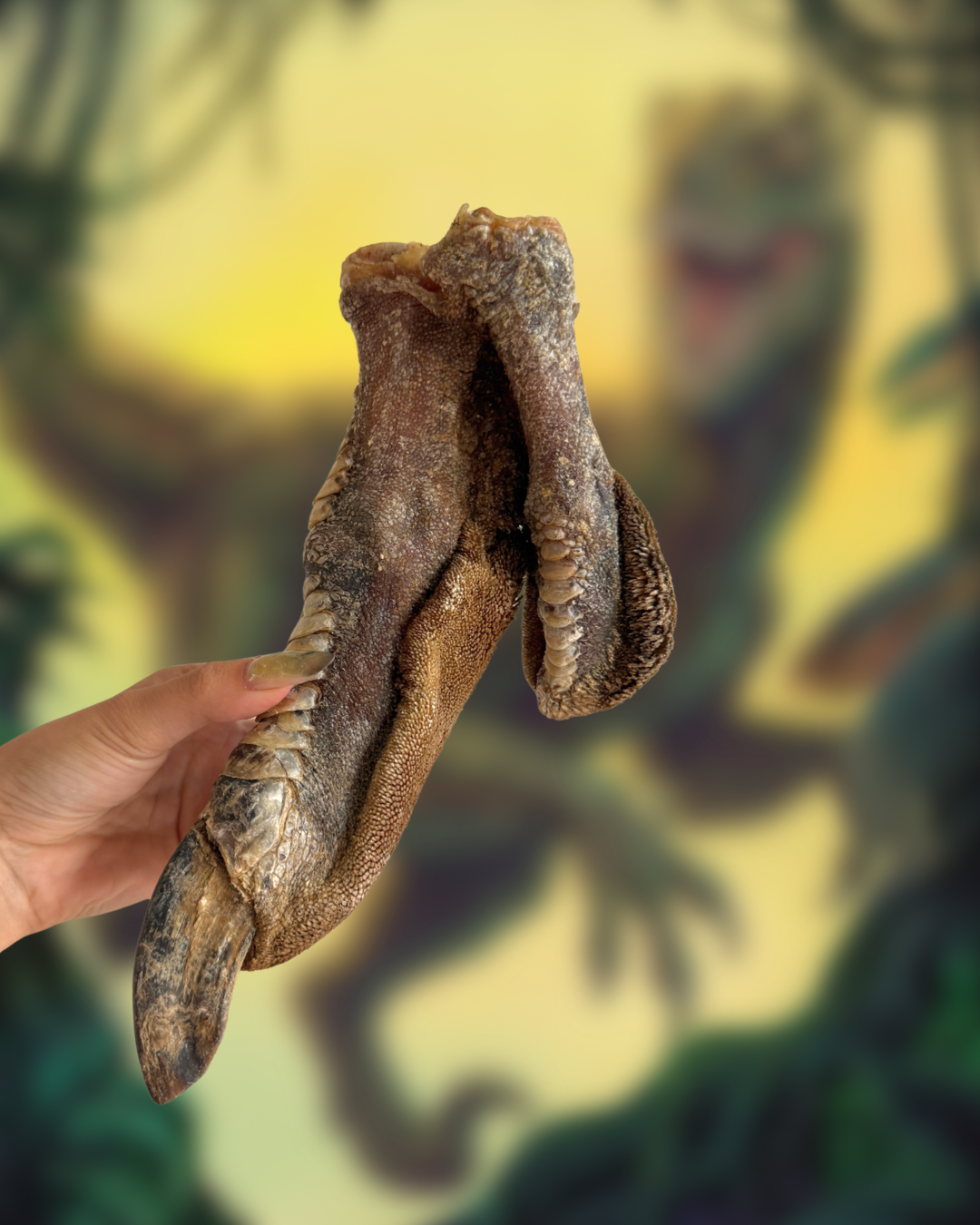 Velociraptor Claw (Ostrich Foot)