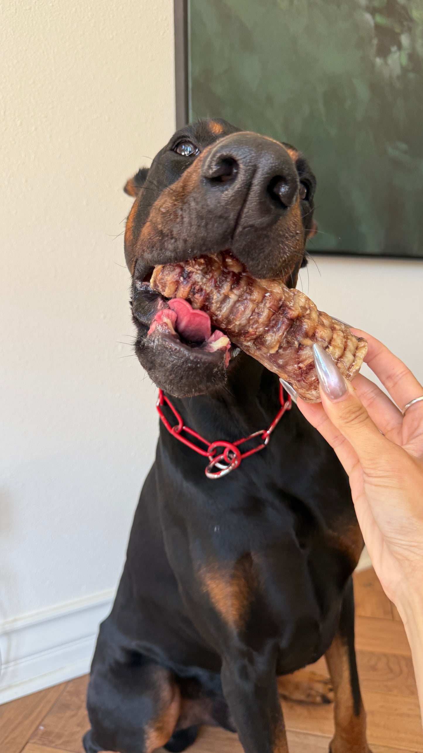 Beef Trachea Chews