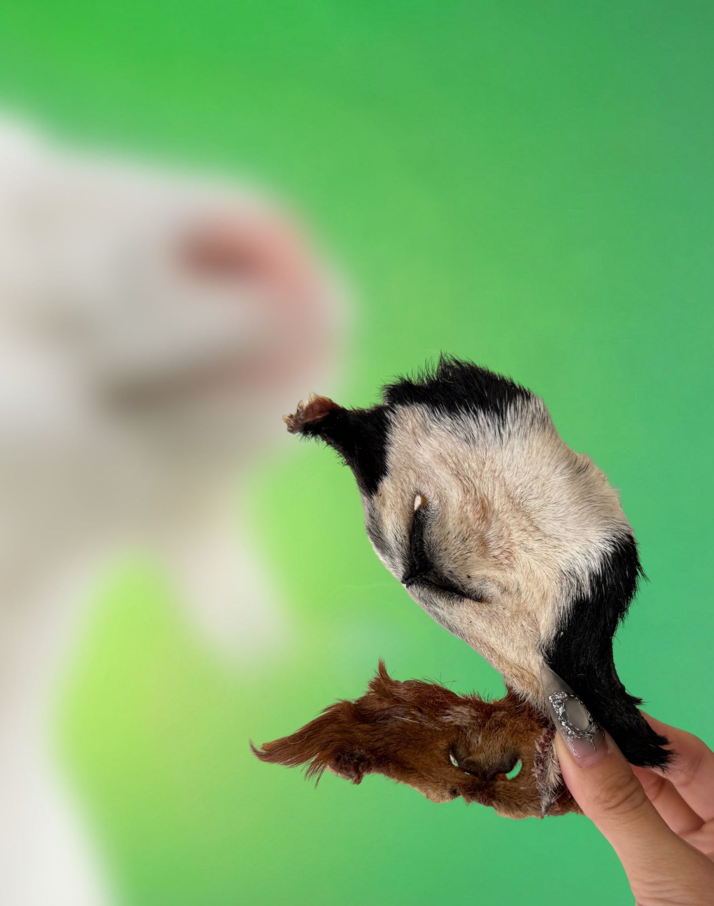 Furry Goat Snouts