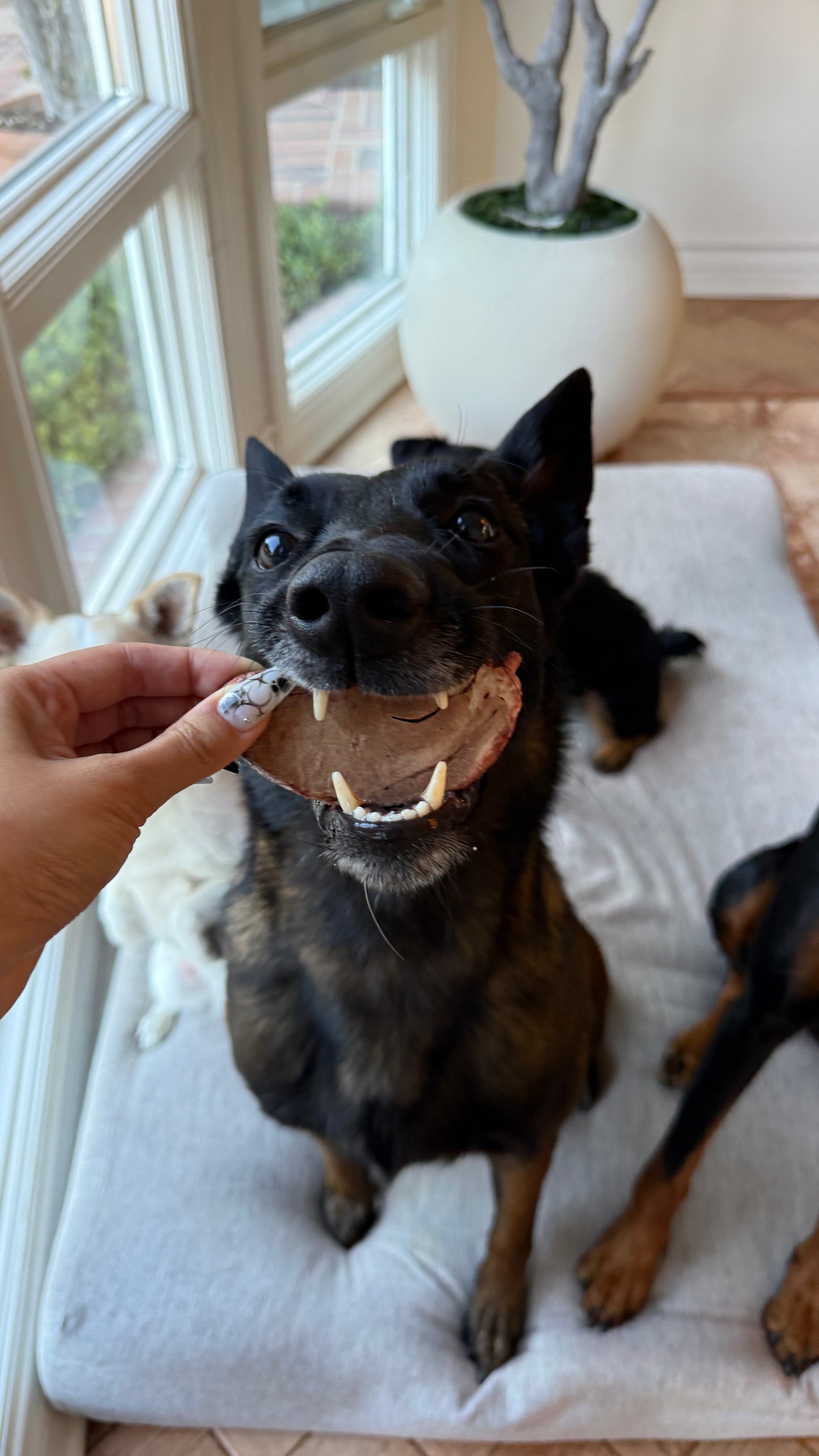 Freeze-Dried Lamb Hearts