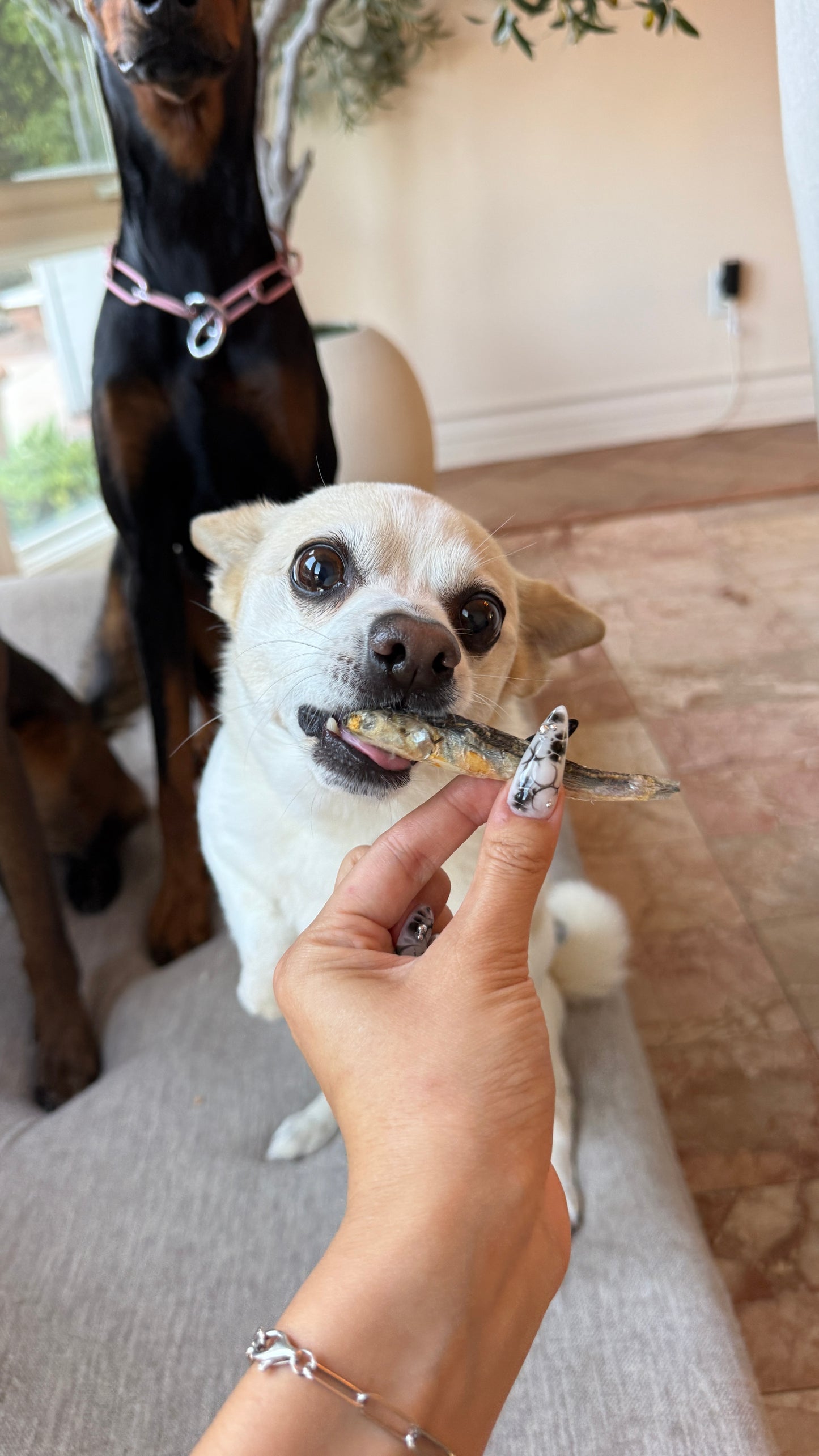 Freeze-Dried Whole Prey Anchovies