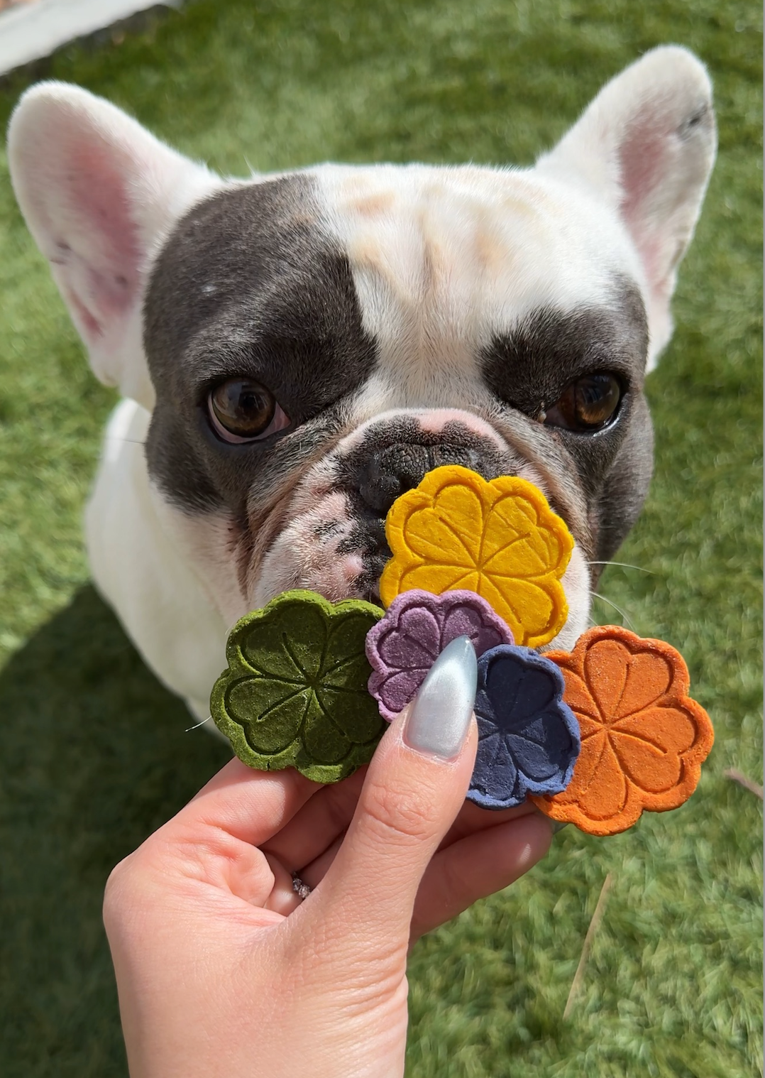 Limited Edition Rainbow Clover Cookies