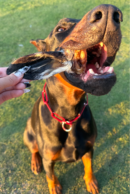 Wooly Lamb Ears