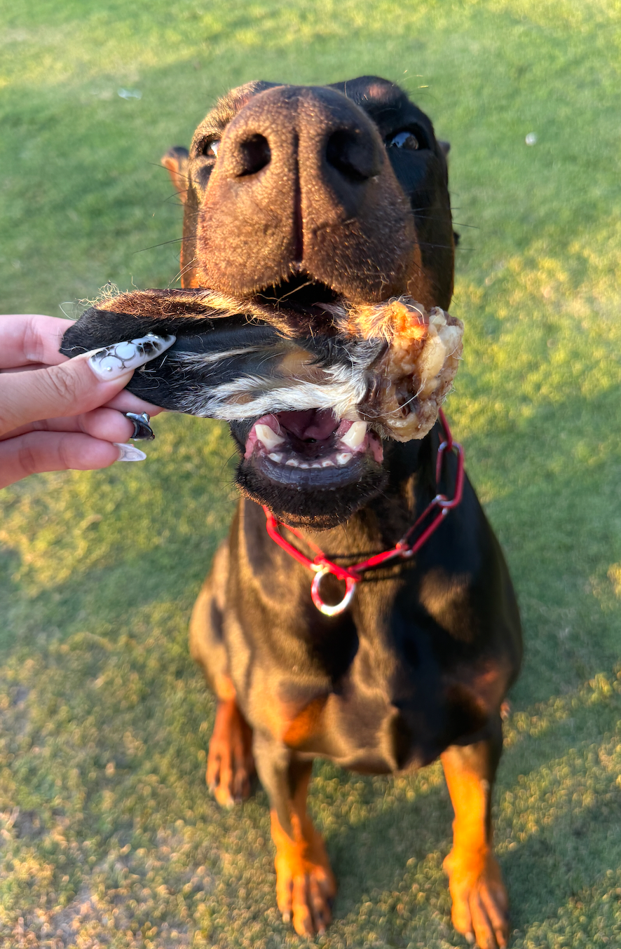 Wooly Lamb Ears